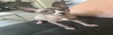 Sphynx 2