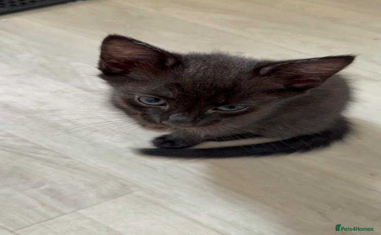 British Longhair cats - Advert 6