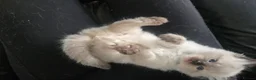 Ragdoll cats for sale: Ragamese ragdoll Siamese kittens  - Advert 23