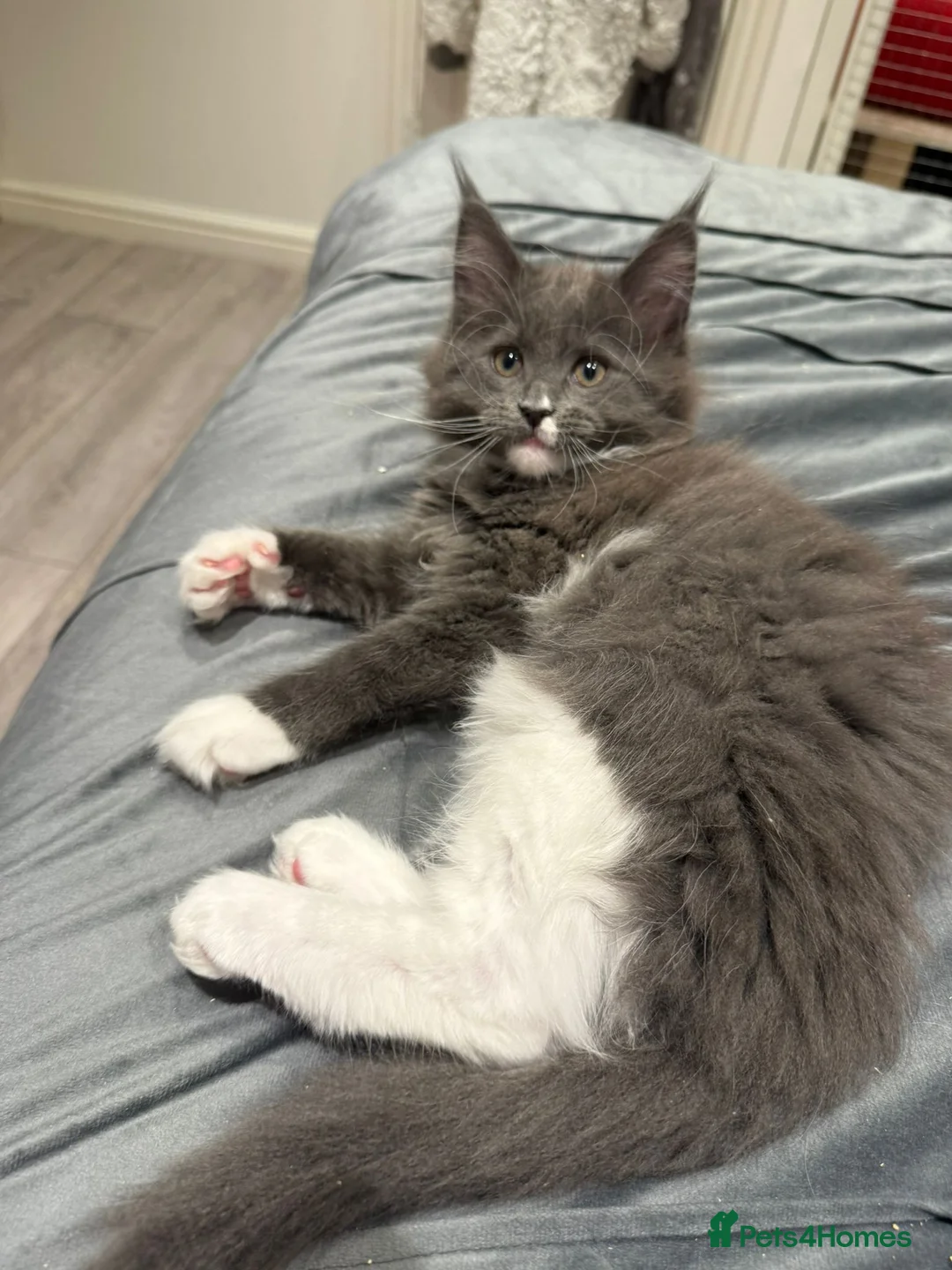 Maine Coon cats for sale: Beautiful GCCF registered Maine coon Kittens  - Advert 21
