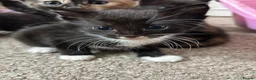 Mixed Breed cats for sale: Mixed Bengals  - Advert 4