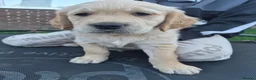 Golden Retriever dogs for sale: Golden retriever puppy's  - Advert 6