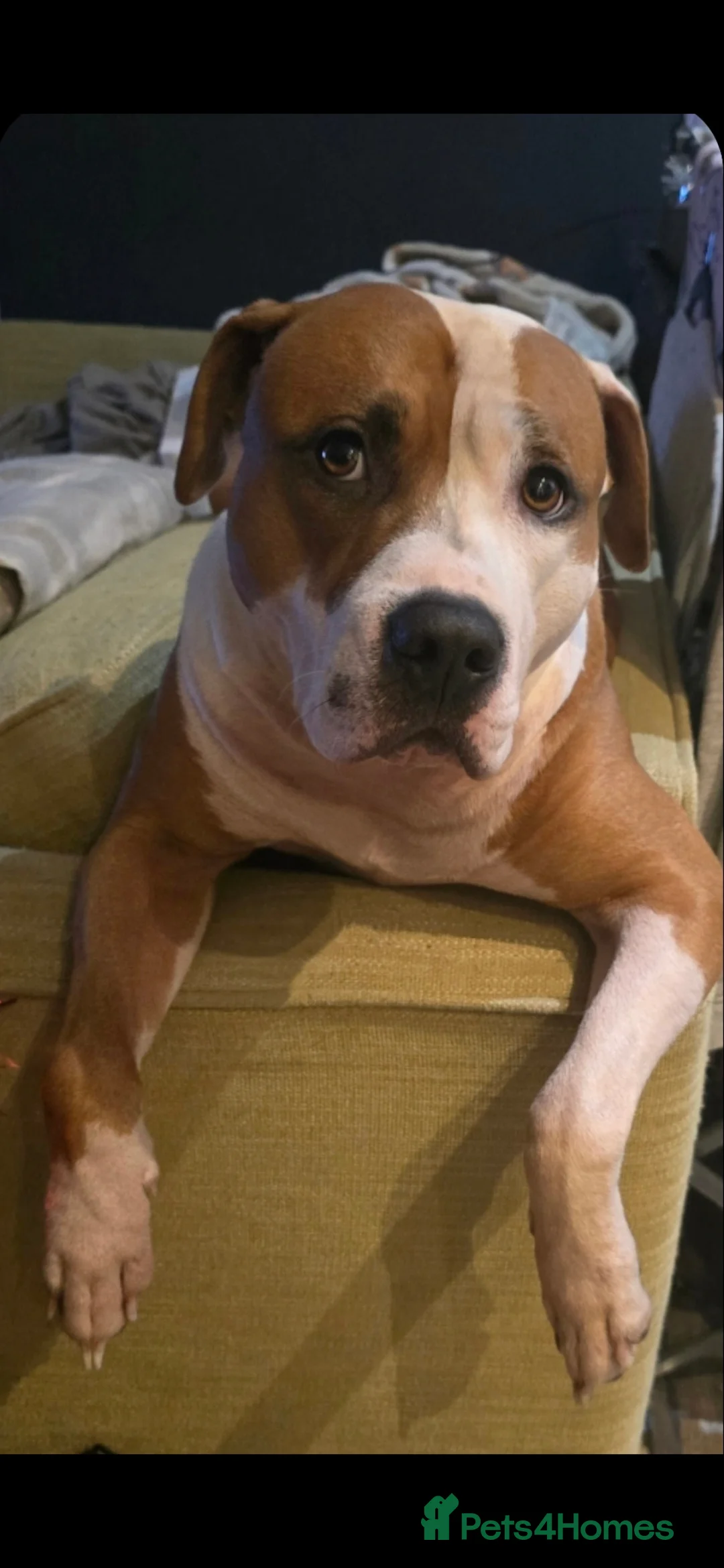 Mixed Breed dogs for sale: Beautiful mixed staffy age 3 - Advert 4