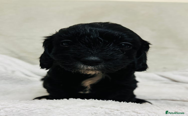 Mixed Breed dogs - Advert 9