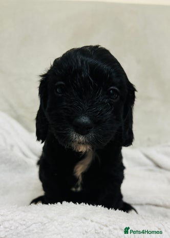 Mixed Breed dogs - Advert 9