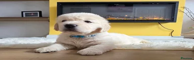 Golden Retriever Puppy 4