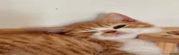 Scottish Fold cats for sale: Scottish straight brothers READY NOW - Advert 2