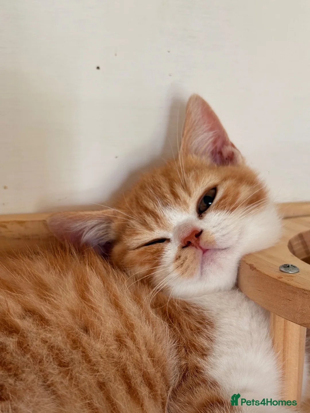Scottish Fold cats for sale: Scottish straight brothers READY NOW - Advert 2