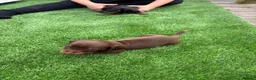 Miniature Dachshund dogs for sale: Dachshund  - Advert 4
