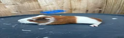 Guinea Pig rodents for sale: Guinea pigs to be reserved  - Advert 8