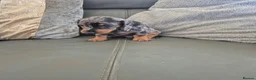 Miniature Dachshund dogs for sale: Dachshund pups - ready next week - Advert 21