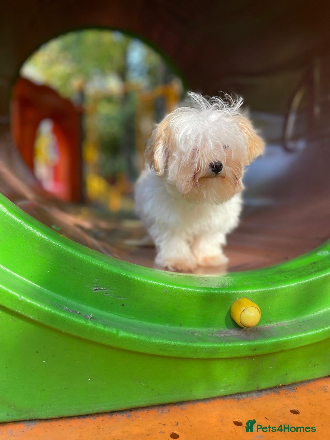 Maltipoo dogs for sale: Beautiful Korean Maltipoo Puppies–3 Girls &2 Boys  - Advert 26