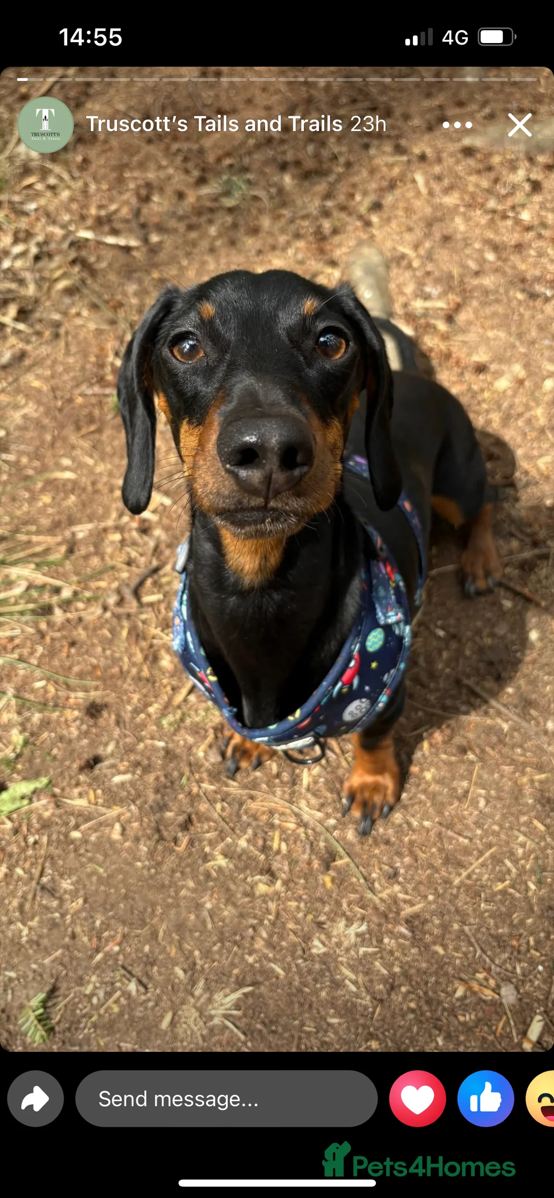 Dachshund dogs for sale: Dachshund  - Advert 5