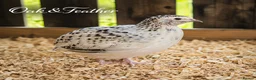 Quail poultry for sale: Celadon & Coturnix Quail | Pre-Orders Open - Advert 7