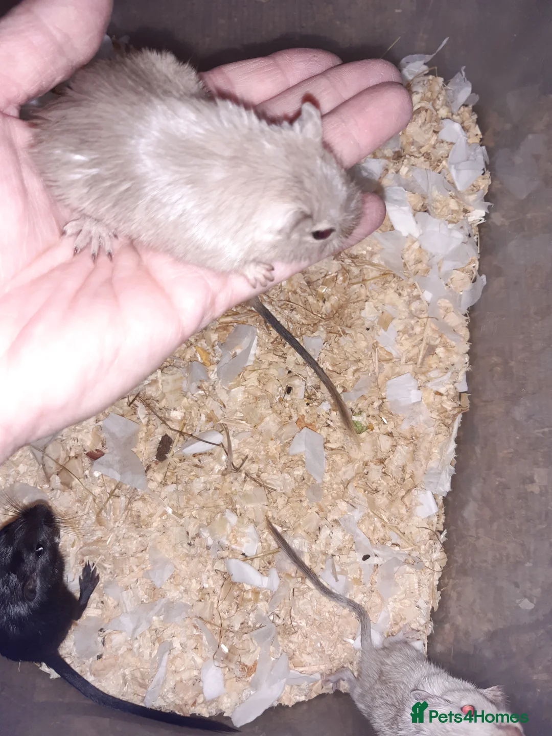 Gerbil rodents for sale: Super friendly gerbils from hobby breeder  - Advert 19