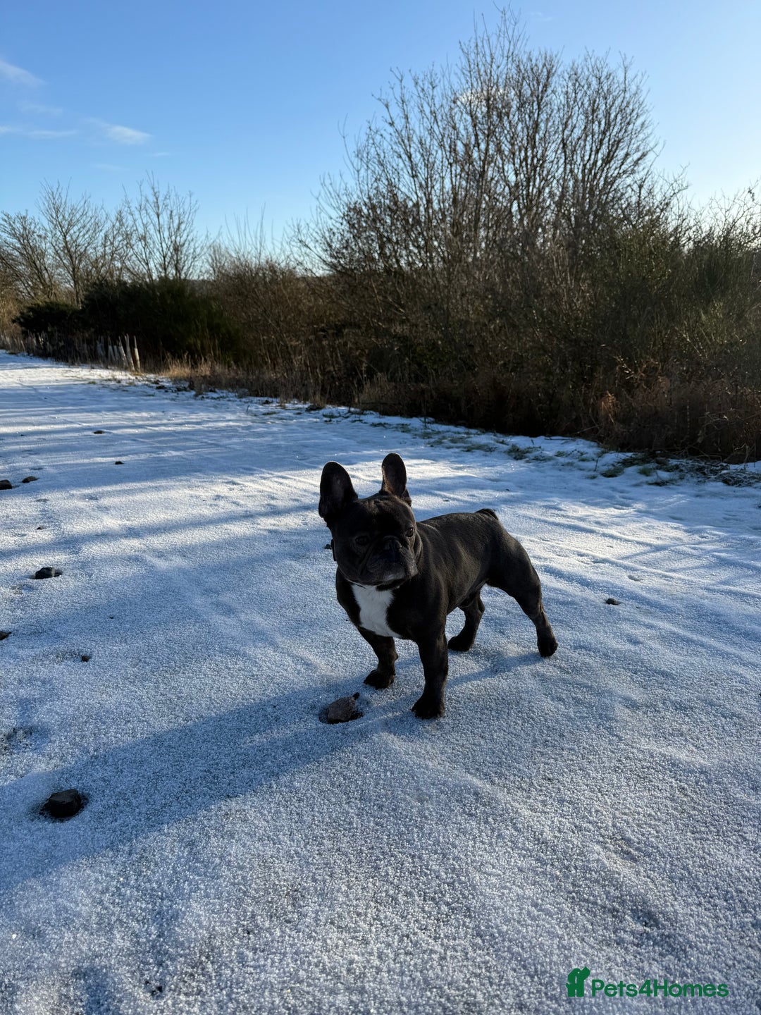 French Bulldog dogs for sale: 2 Male French Bulldogs - Advert 4