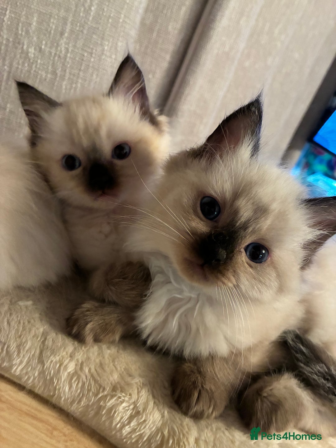 Ragdoll cats for sale: 4 Prebred Ragdolls kittens for sale - Image 12