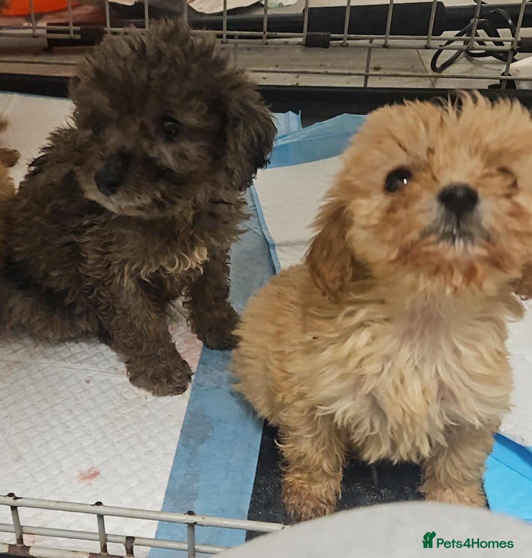 Cockapoo dogs Cockapio puppies  - Advert 5