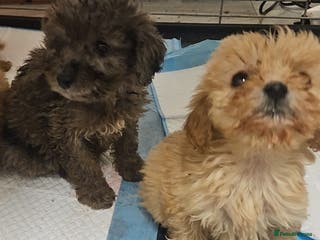 Cockapoo dogs Cockapio puppies - Advert 18