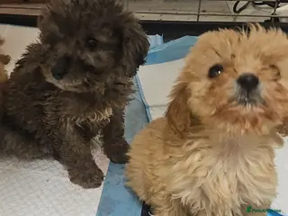 Cockapoo dogs Cockapio puppies - Advert 15