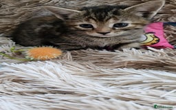 Mixed Breed cats for sale: 7 cute kittens - Image 10