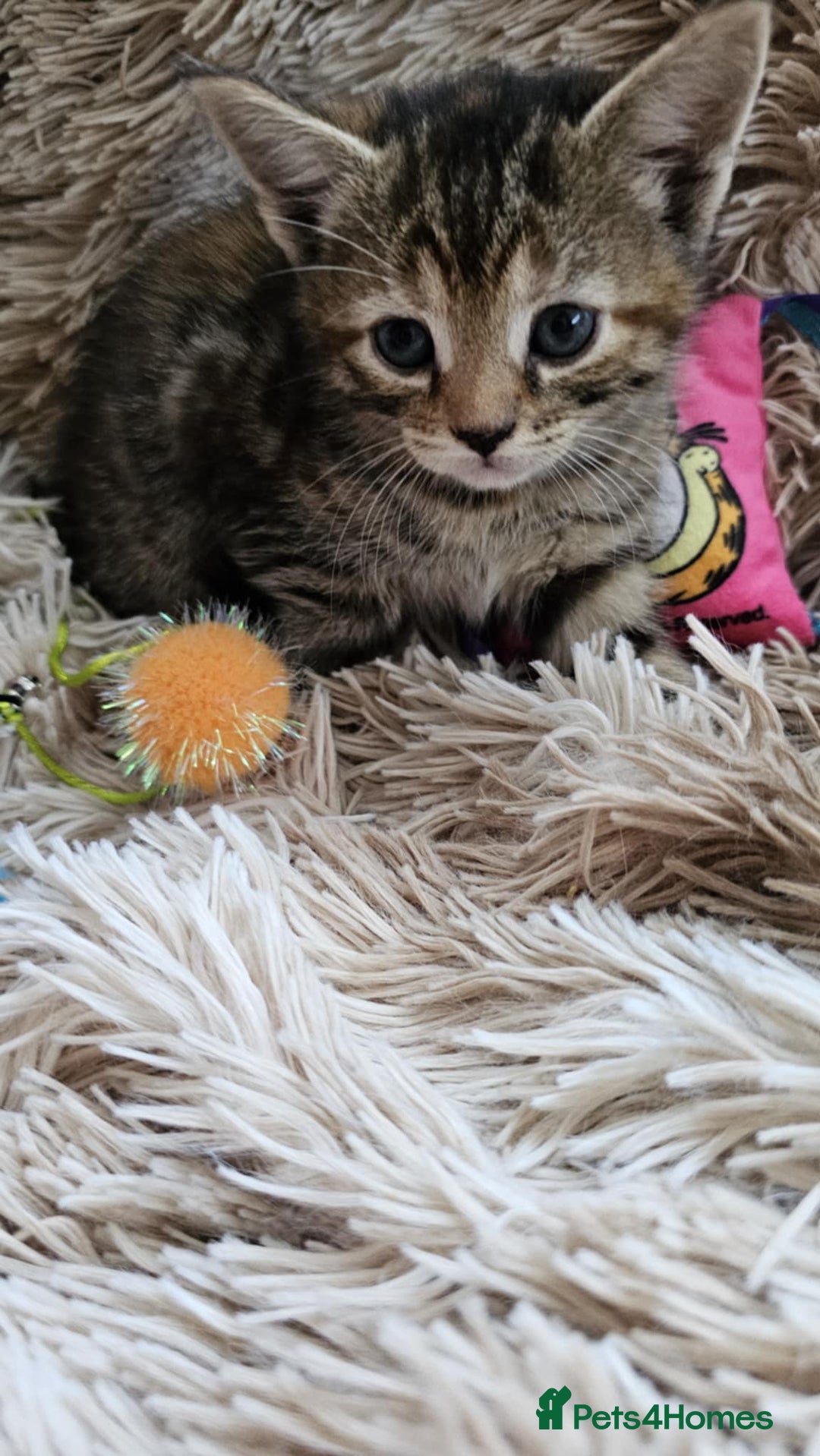 Mixed Breed cats for sale: 7 cute kittens - Image 10