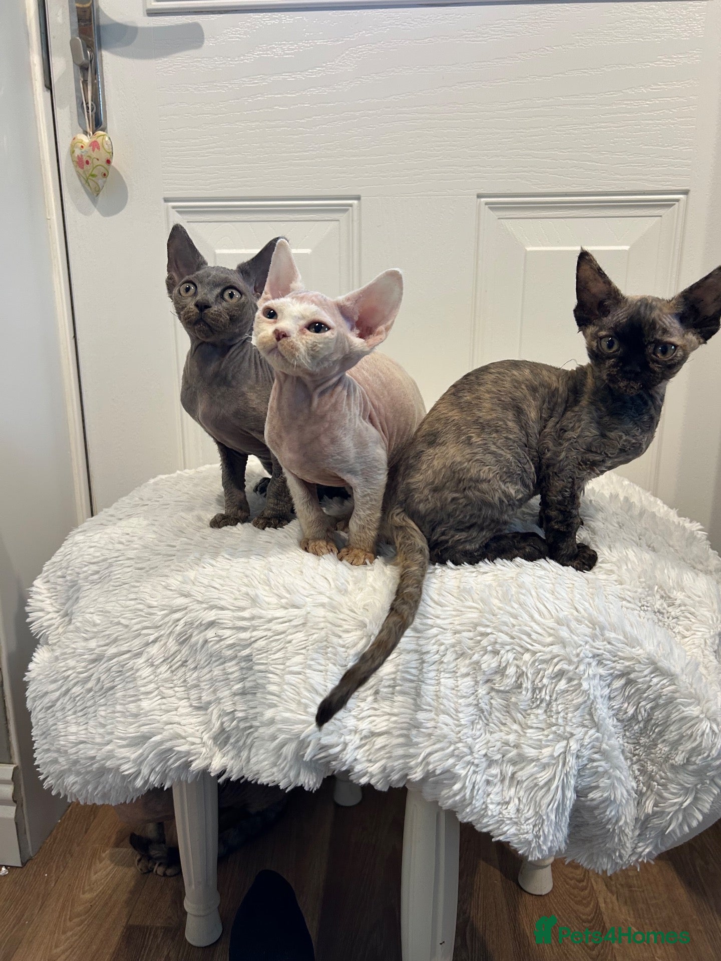 Devon Rex cats Fife reg Devon Rex kittens  - Advert 12