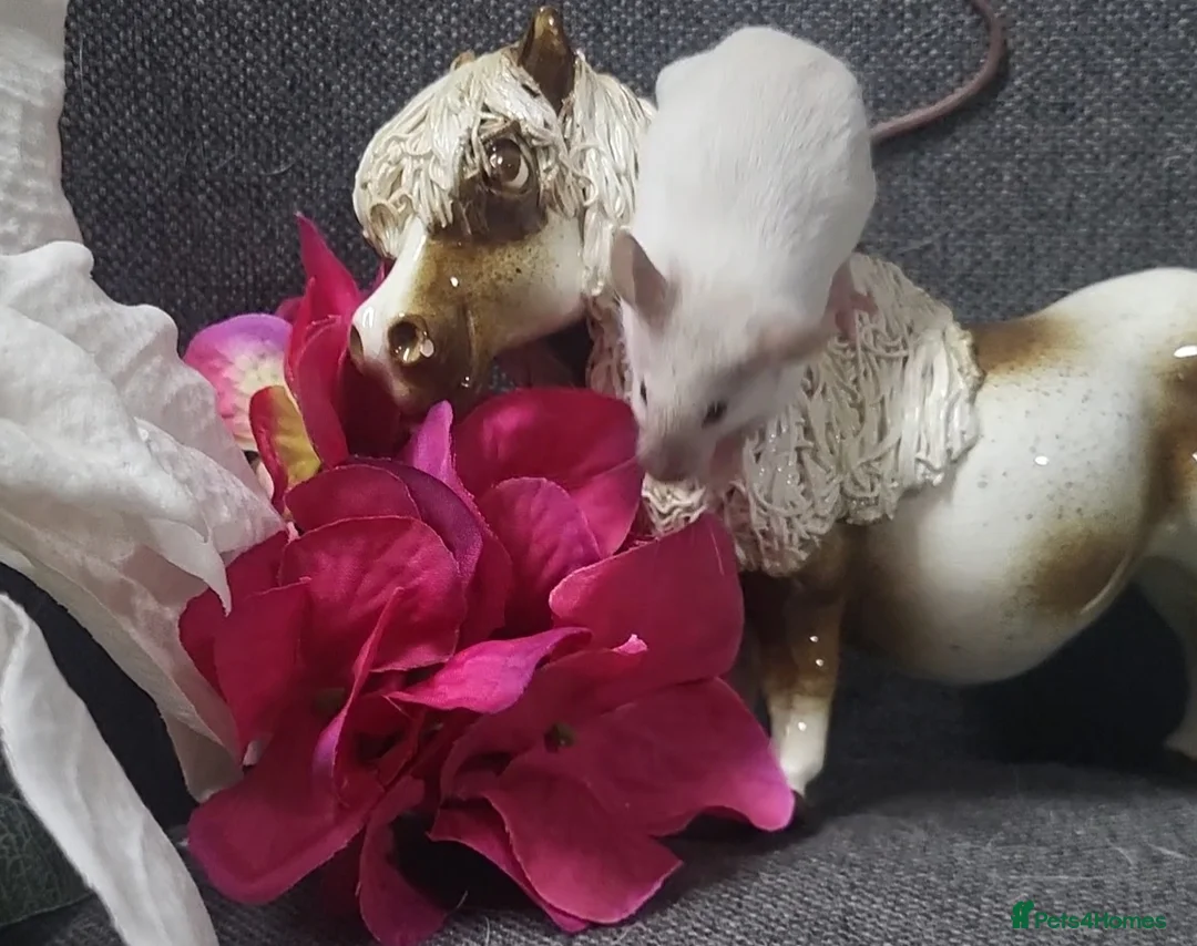 Mouse rodents for sale: Friendly fancy mice - Advert 9
