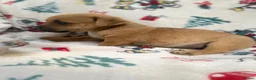 Mixed Breed dogs for sale: Jack Russell/ Yorkshire terrier puppy’s  in Pontypool - Advert 19