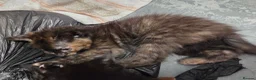 Domestic Shorthair cats for sale: 5 Beautiful female kittens for sale  - Advert 7