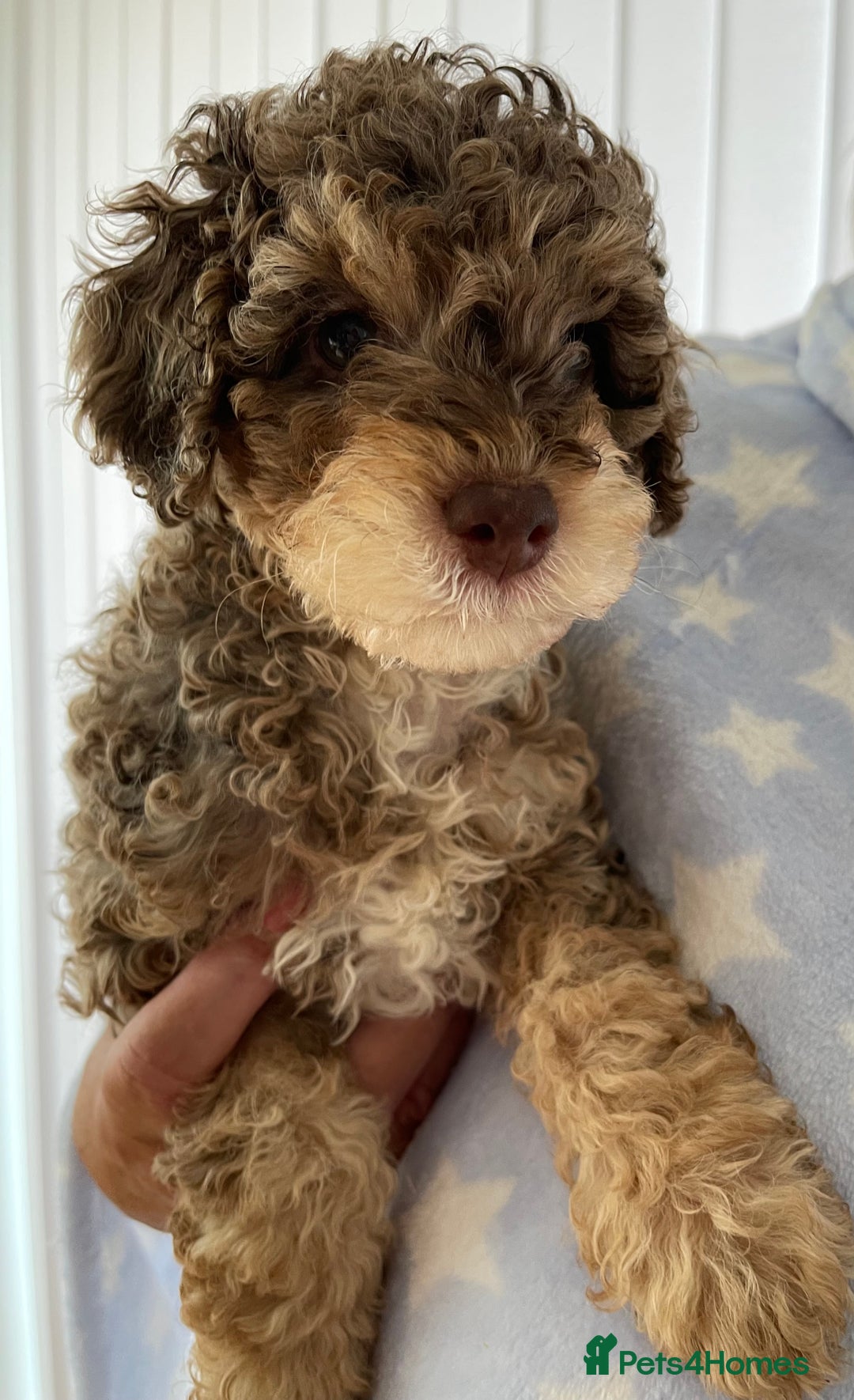 Cockapoo dogs for sale: Unique & stunning full DNA tested Cockapoo puppies - Image 15
