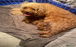 Cavapoo dogs for sale: Toy F1b cavapoos  - Advert 6