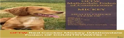 Cocker Spaniel dogs for sale: KC Registered Cocker Spaniel Puppies - Advert 3