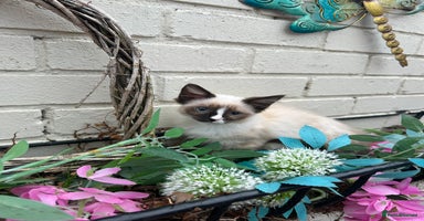 Ragdoll cats - Advert 2