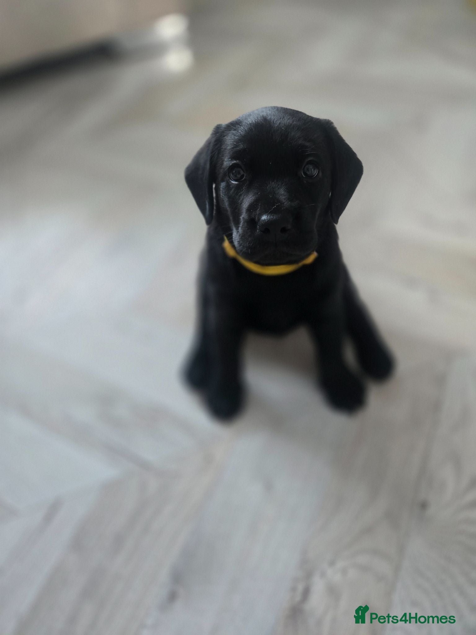 Labrador Retriever dogs Beautiful labrador Retriever puppie - Advert 5