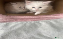 Siberian cats for sale: LAST ONE Siberian Neva masquerade kittens  - Image 9