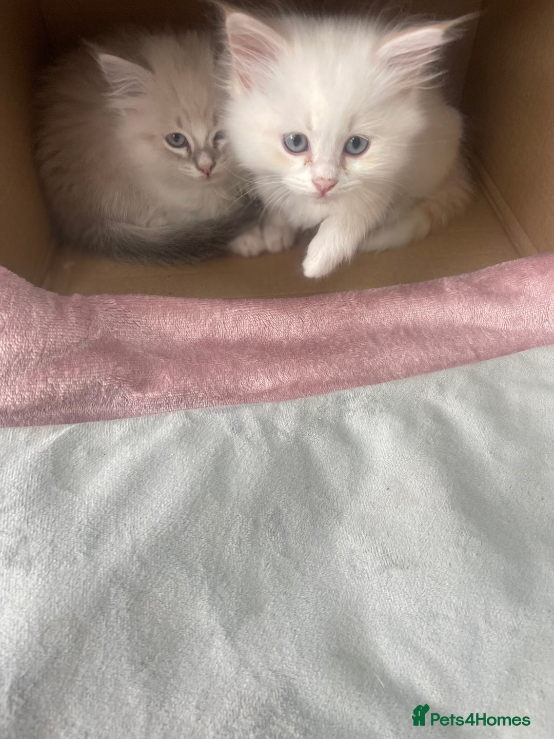 Siberian cats for sale: LAST ONE Siberian Neva masquerade kittens  - Image 9