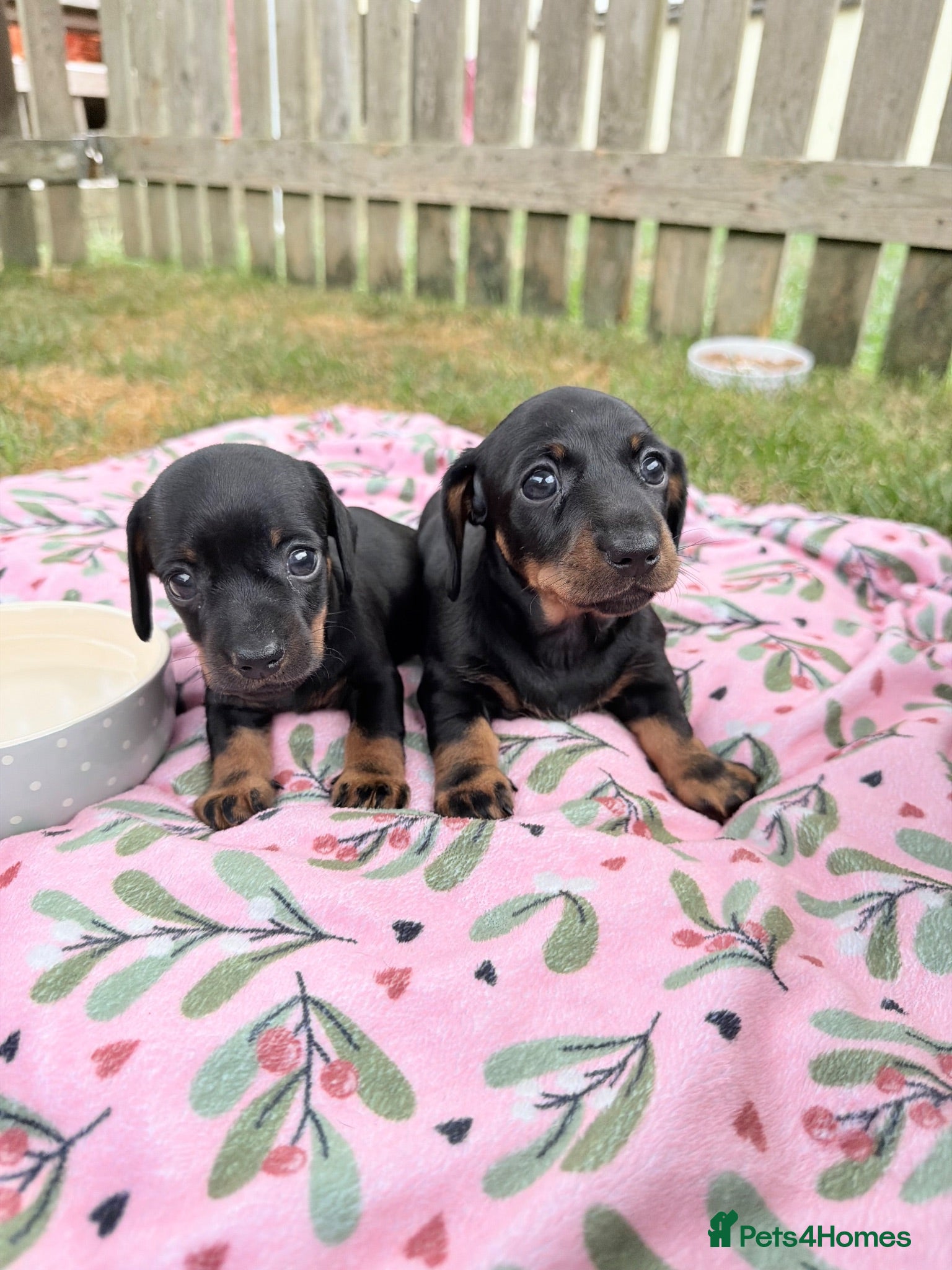 Miniature Dachshund dogs Stunning Miniature Dachshunds - Advert 8