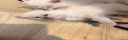 Ragdoll cats for sale: Stunning TICA registered Blue Point ragdoll! 🐾 - Advert 11