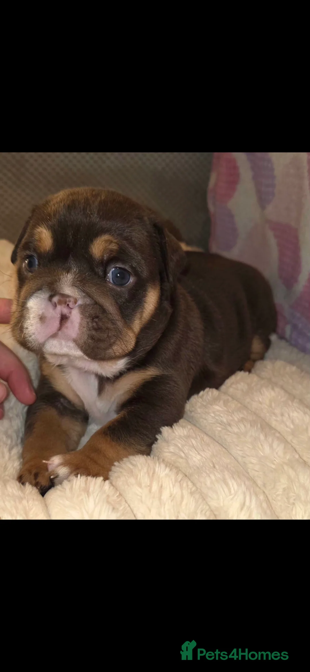 English Bulldog dogs for sale: Litter of 7 English Bulldogs - Advert 5