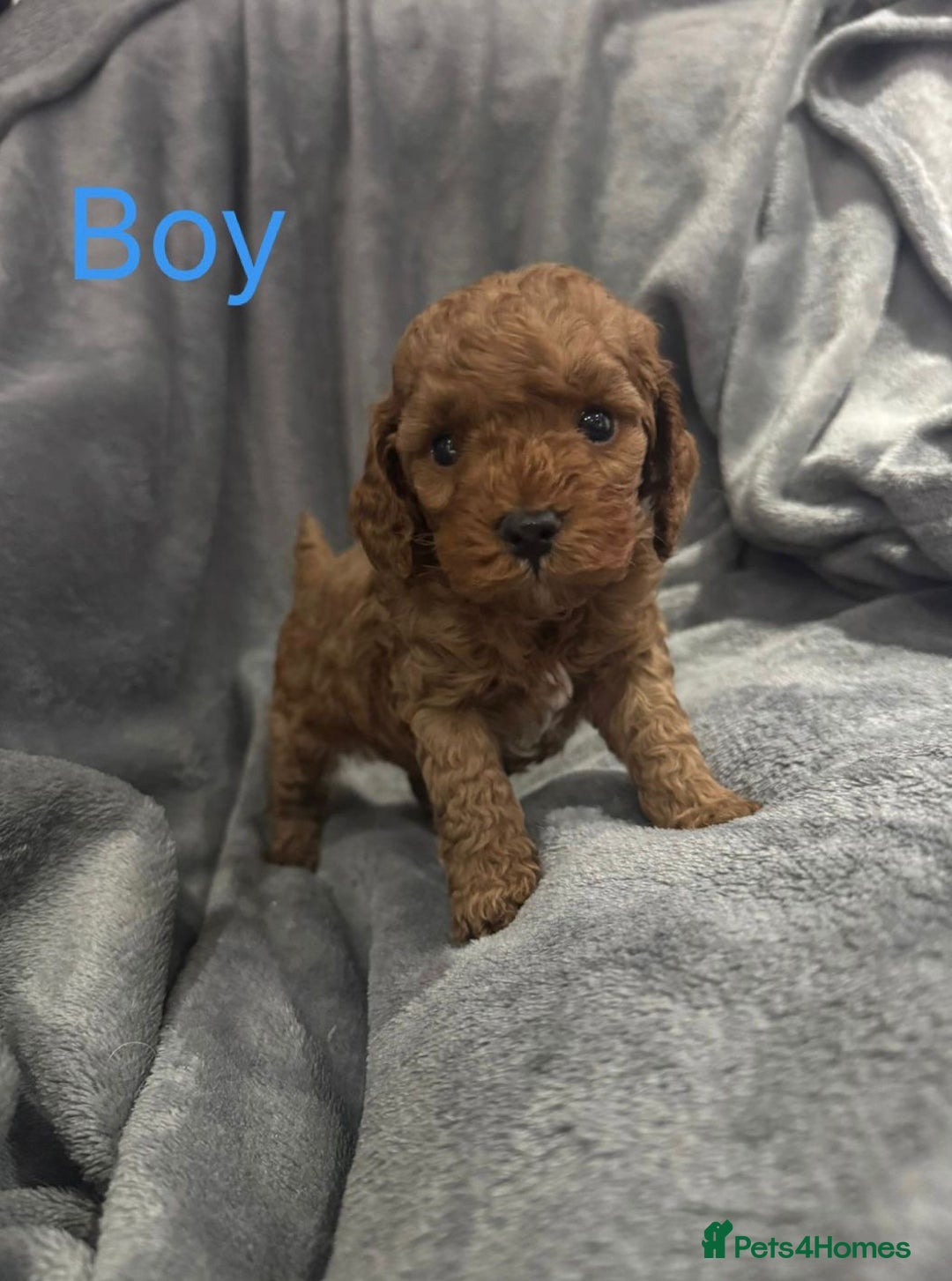 Cockapoo dogs for sale: Cockapoo F1b non moulting health tested puppies  - Image 20