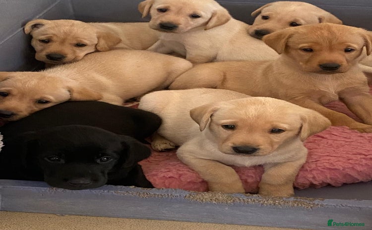Labrador Retriever dogs - Advert 1