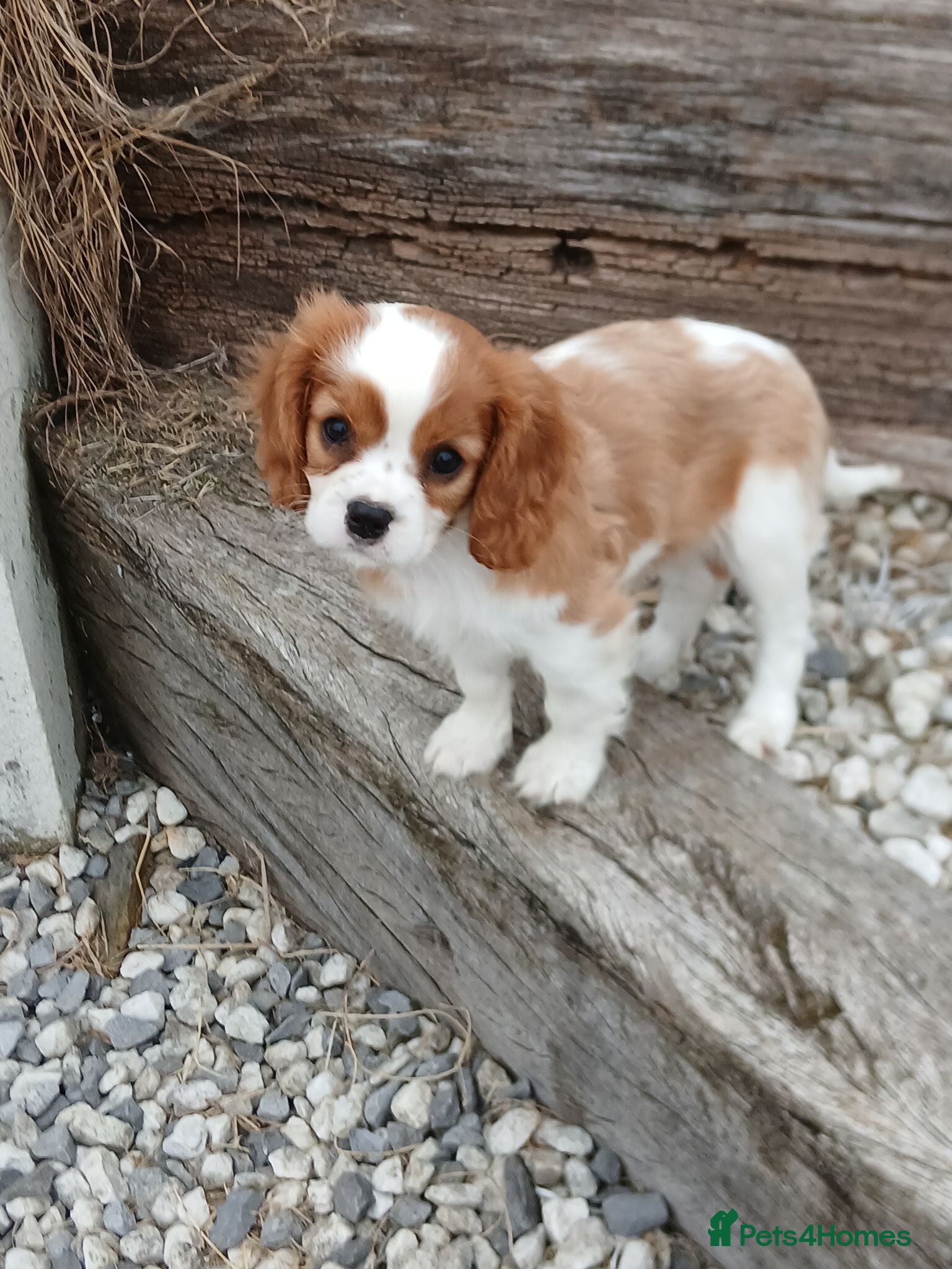 Cavalier King Charles Spaniel dogs Ready now - Advert 1