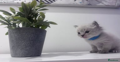 Ragdoll cats - Advert 5