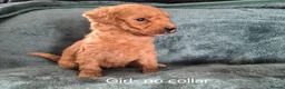 Mini Goldendoodle dogs for sale: Miniature Goldendoodle pups - Advert 6