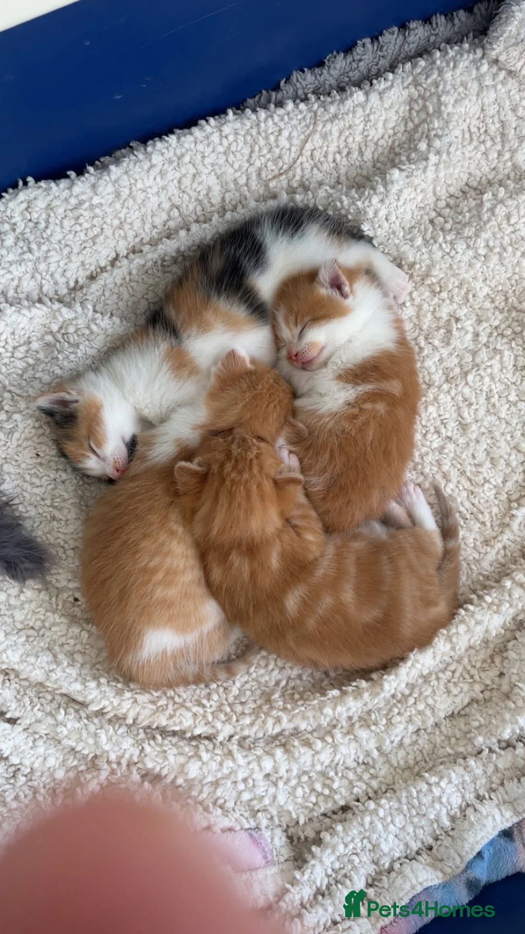 Mixed Breed cats for sale: Adorable kittens for sale  - Advert 2