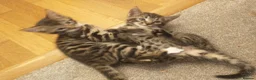 Bengal cats for sale: Beautiful Bengal Cross kittens  in Battle - Advert 10