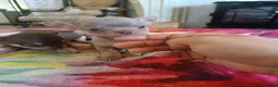 Chihuahua dogs for sale: Exquisite Tiny Chihuahua puppies.  - Advert 8