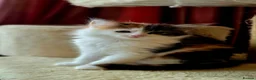 Mixed Breed cats for sale: 3 Beautiful Fluffy Kittens Looking for Homes - Advert 6