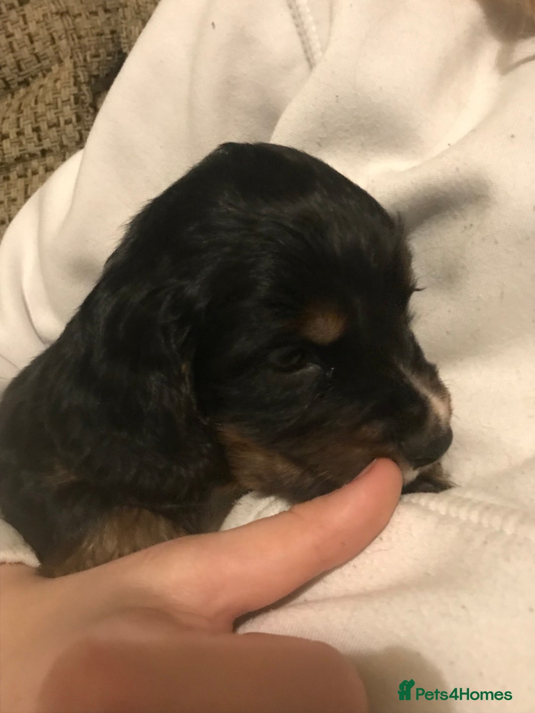 Cocker Spaniel dogs for sale: Beautiful Boy cocker spaniels for sale  - Advert 9